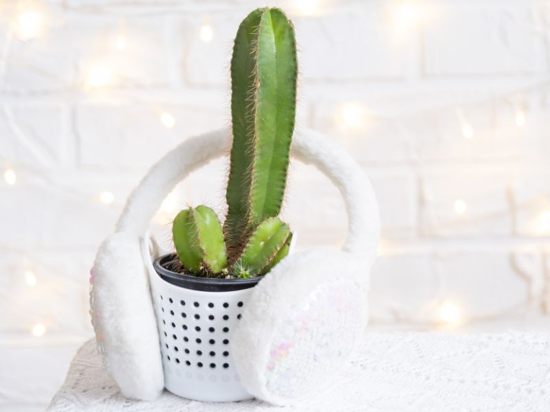 Cactus qui ressemble à un pénis